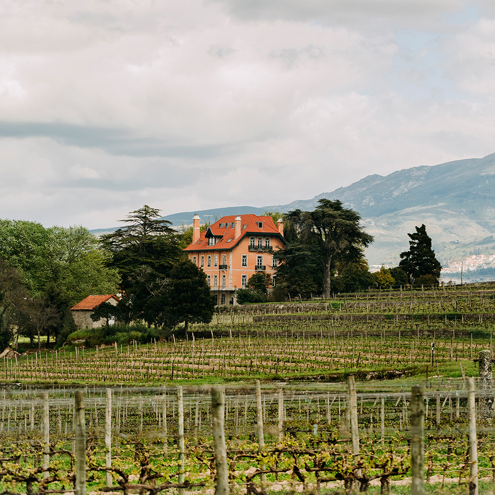 Entdeckung in Portugal: Betörende Weine mit burgundischer Finesse von Casa da Passarella aus Dão
