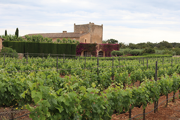 Ein traumhaftes Weingut: Ses Talaioles auf Mallorca