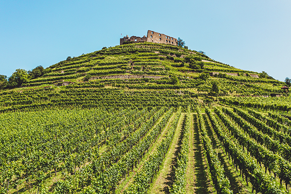 Das deutsche Burgunder-Wunder