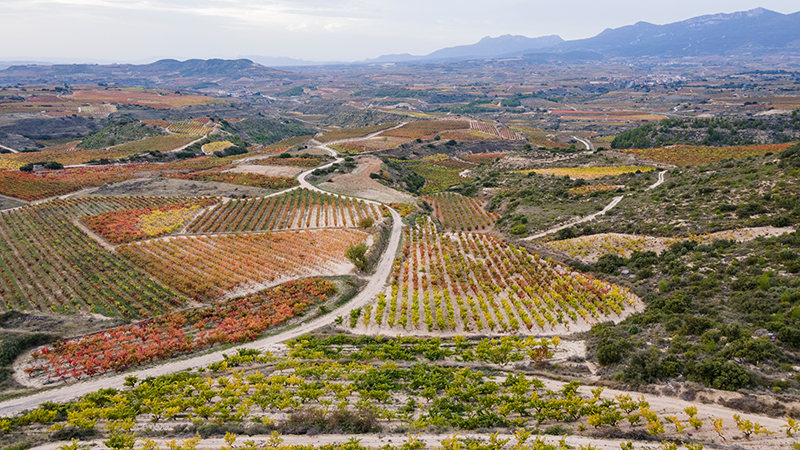 Weinberge in Rioja Alavesa mit Blick auf Laguardia